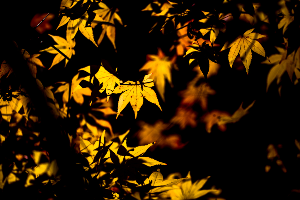 紅葉７