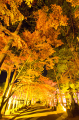 黄金紅葉道