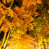 黄金紅葉道