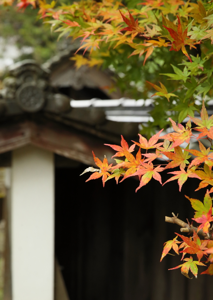 庭先の秋