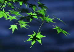 The shadow on the leaf