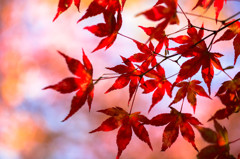 紅色を仰ぐ