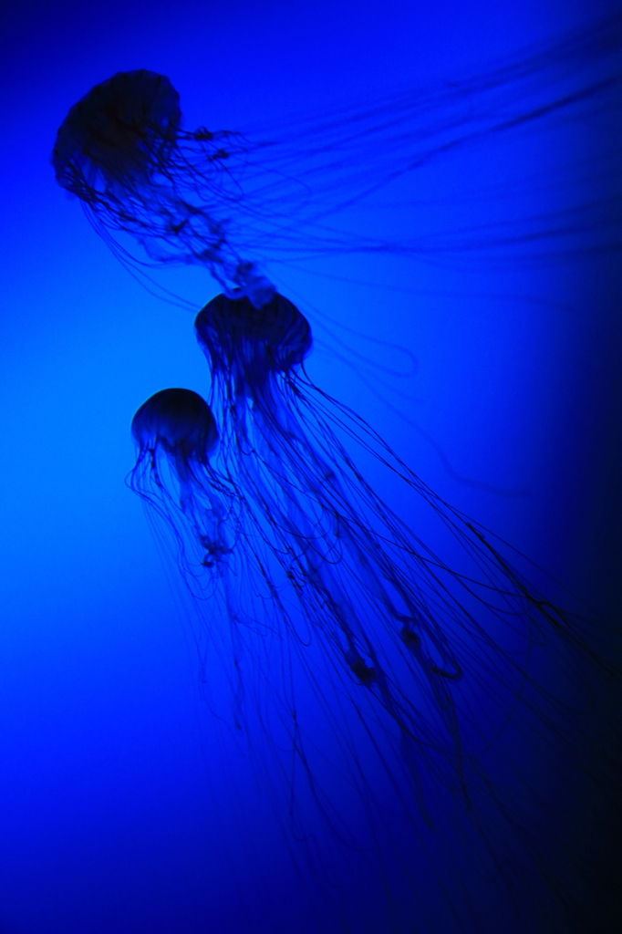 Jellyfish