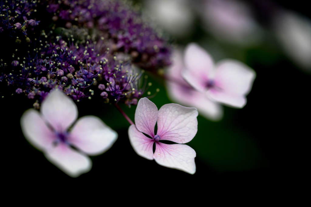 紫陽花