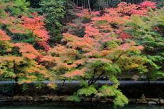 紅葉はじめ