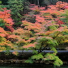 紅葉はじめ
