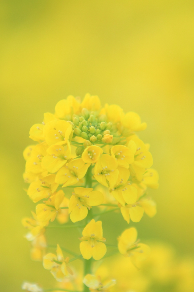 菜の花