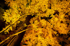 Golden Leaves