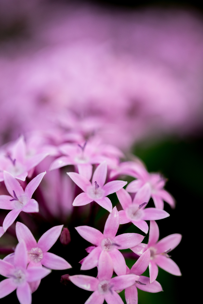 花郡