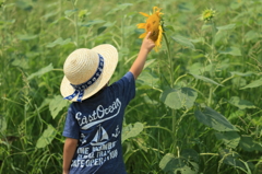 ひまわりさん、こんにちは。