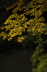 紅葉谷の静寂