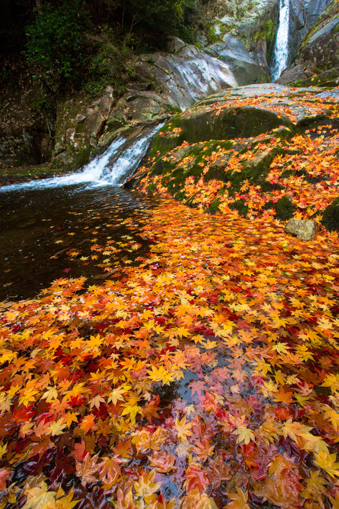 紅葉流れて