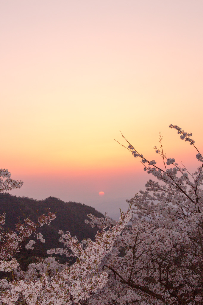 夕暮れの桜
