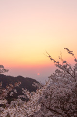 夕暮れの桜