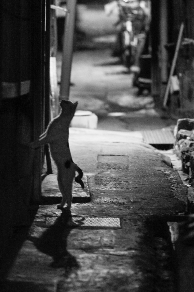猫の帰宅