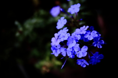 紫花