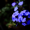 紫花