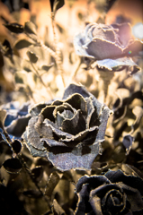 デニムの薔薇