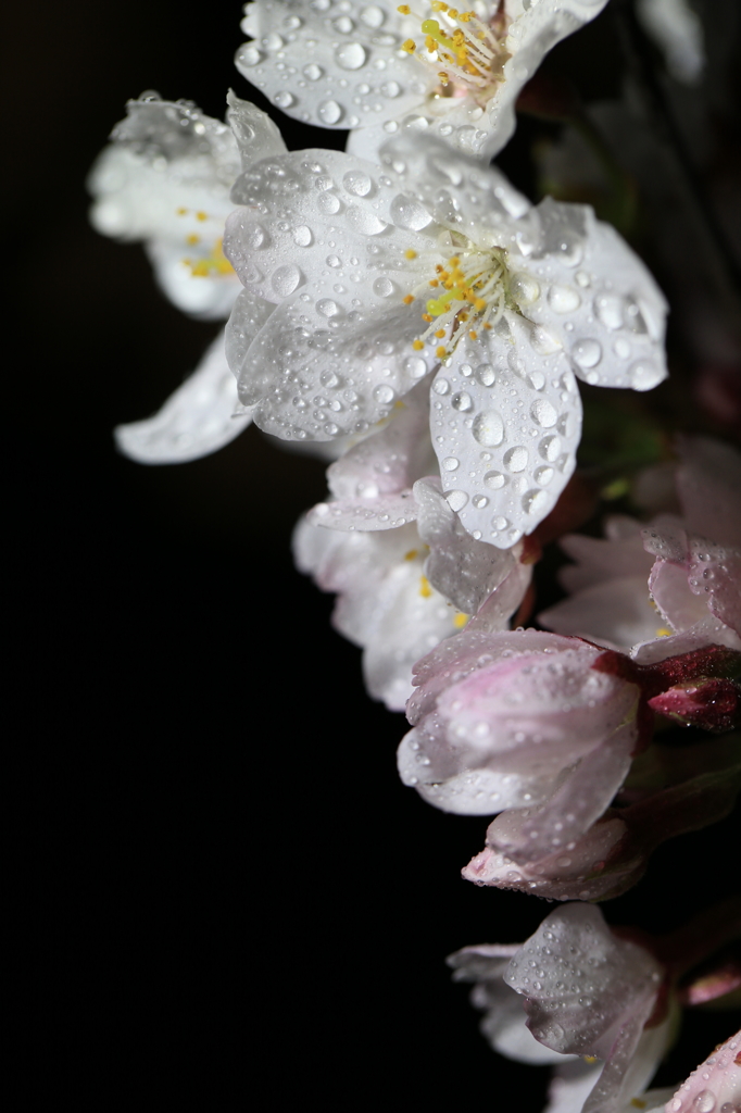 夜桜