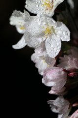 夜桜