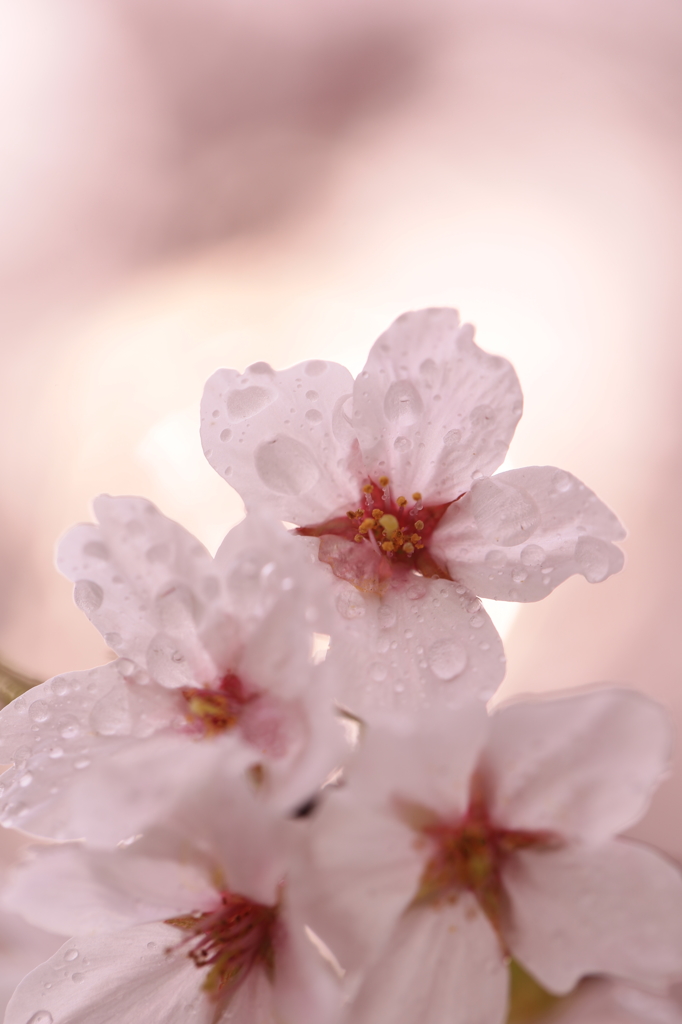 桜光