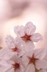 桜光
