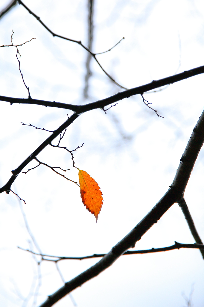 The Last Leaf