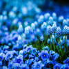 Blue Flower