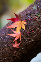 紅葉三兄弟