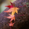 紅葉三兄弟