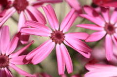 桂華