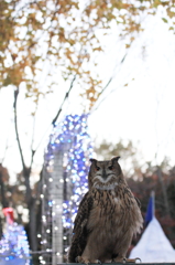 森林公園