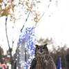 森林公園