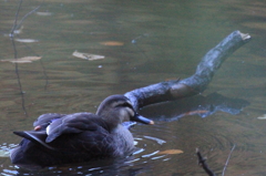 森林公園
