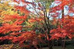 森林公園