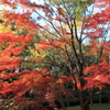 森林公園