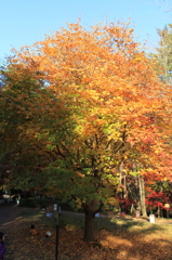 森林公園