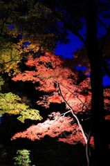 森林公園