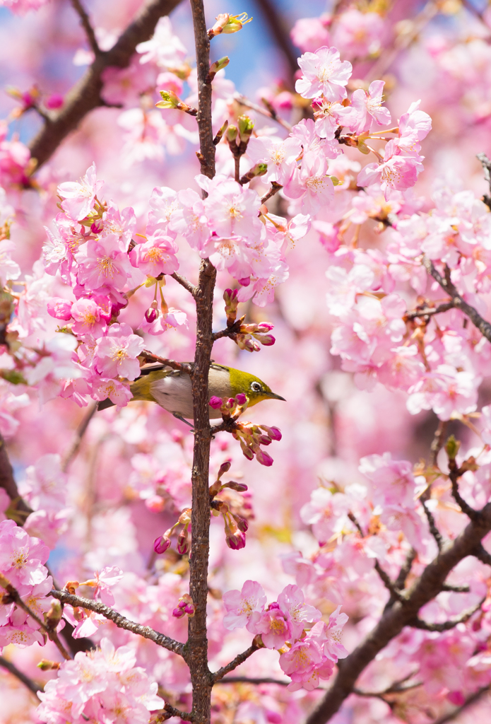 桜色に囲まれて