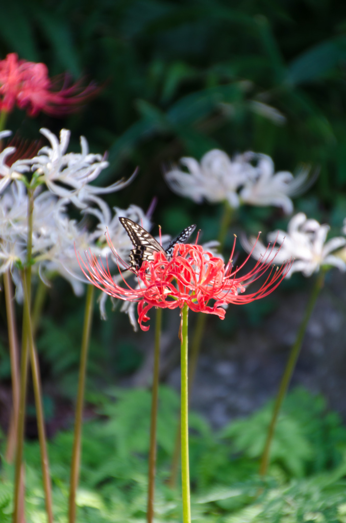 花と蝶
