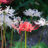 花と蝶