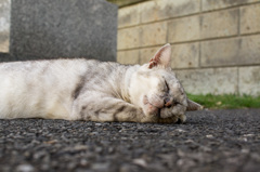 昼寝の猫