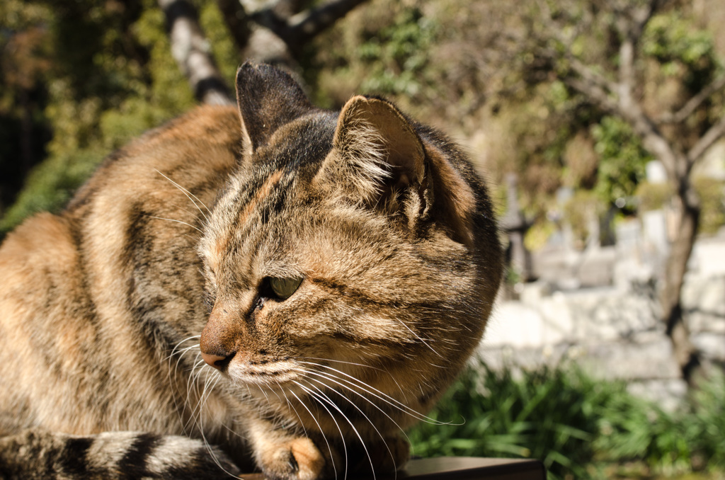 猫