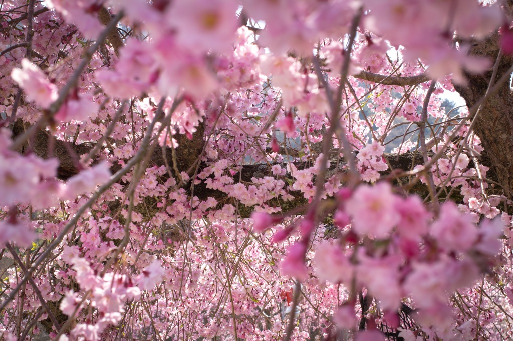 桜さくら桜