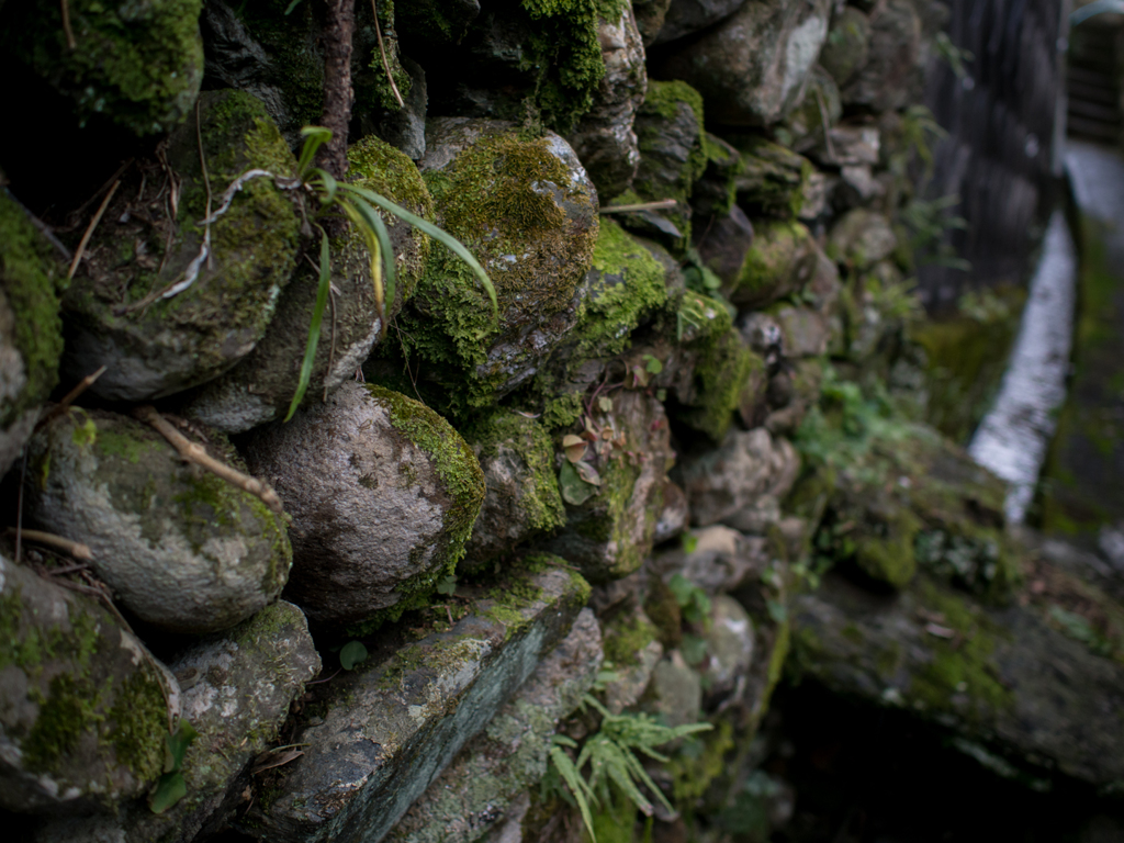 苔壁