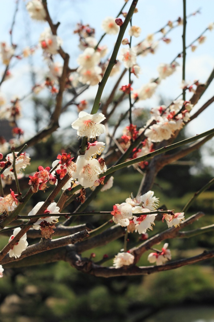 梅の花