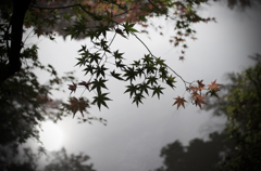 京都植物園　2015秋 (7)