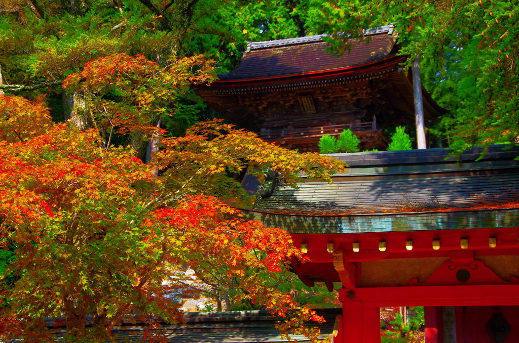 高雄　神護寺3