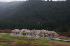 河原に咲く (2)