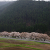 河原に咲く (2)